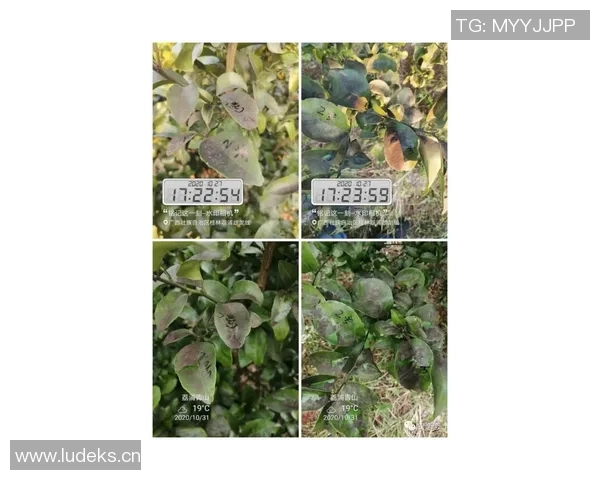 深入分析JDG战队的盯防策略与战术运用全解读 深入分析JDG战队的盯防策略与战术运用全解读